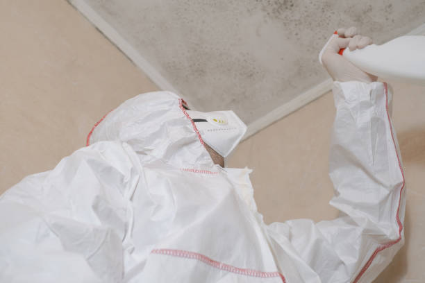 Why You Should Choose Our Mold Remediation Services in Philipsburg, PA